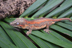 Orange Striped Gargoyle Gecko (Vanilla Ice offspring)