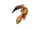 Whiteout Amelanistic African Fat Tail Gecko