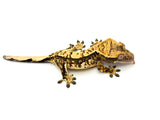 Whiteout Harlequin Crested Gecko