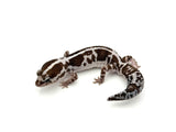 African Fat Tail Gecko on a white background