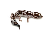 African Fat Tail gecko on a white background