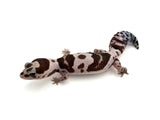 Whiteout Oreo het Caramel/Zulu African Fat Tailed Gecko