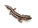 African Fat Tail gecko on a white background