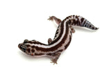 African Fat Tail Gecko with striped pattern on a white background