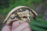 Whitewall Pinstripe Crested Gecko