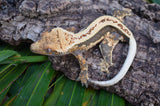 Whiteout (het?) Superstripe Crested Gecko