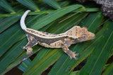 Whiteout (het?) Superstripe Crested Gecko