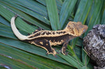 Tangerine Whiteout Emptyback Pinstripe Crested Gecko (BlackJack offspring)