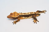 Whitewall Tricolor Pinstripe Crested Gecko