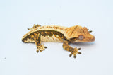 Whitewall Tricolor Harlequin Pinstripe Crested Gecko