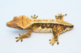 Whitewall Tricolor Harlequin Pinstripe Crested Gecko