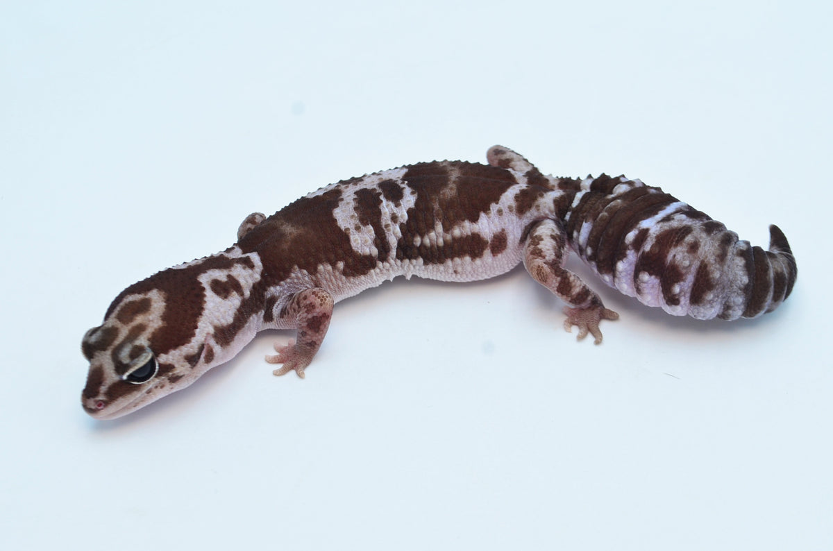 Oreo Whiteout African Fat Tailed Gecko (66% pos het Patty) – TikisGeckos