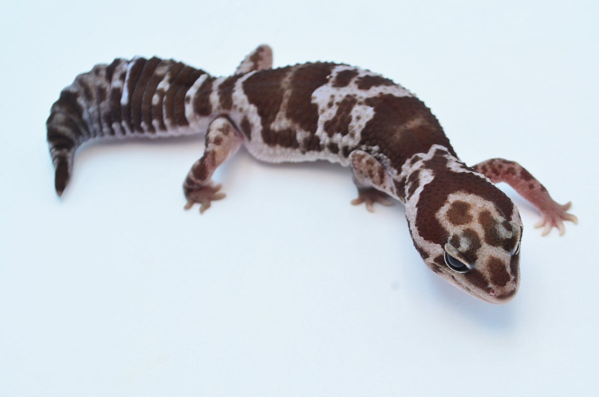 Oreo Whiteout African Fat Tailed Gecko (66% pos het Patty) – TikisGeckos