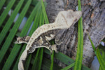 Solid Dorsal White Pinstripe Crested Gecko (Gravid?)