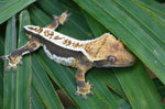 Whitewall Tricolor Pinstripe Crested Gecko