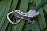 White Pinstripe Dalmatian Crested Gecko