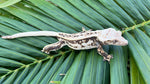 PERFECT Whitewall Quadstripe Crested Gecko