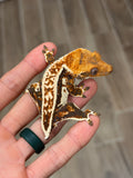 Whitewall Harlequin Pinstripe Crested Gecko