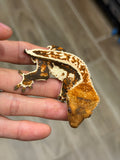 Whitewall Harlequin Pinstripe Crested Gecko
