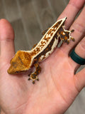 Whitewall Harlequin Pinstripe Crested Gecko