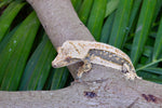 Drippy Whitewall Quadstripe Crested Gecko