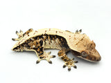 Whitewall Harlequin Crested Gecko