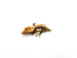 Dark and Cream Whitewall Harlequin Pinstripe Crested Gecko