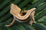 Whitewall Pinstripe Crested Gecko