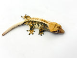 Whitewall Pinstripe Crested Gecko (Paper White)