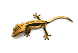 Quadstripe Whitewall Crested Gecko