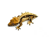 Whitewall Pinstripe Crested Gecko