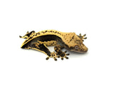Whitewall Quadstripe Crested Gecko (Clean)