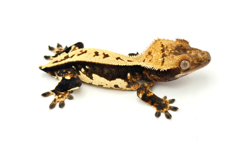 CLEAN Whitewall Pinstripe Crested Gecko