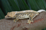 Whitewall Pinstripe Crested Gecko (Paper White)
