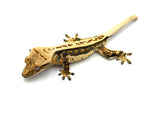 Whitewall Pinstripe Crested Gecko (Prodigy offspring)