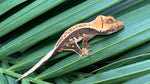 Whitewall Pinstripe Crested Gecko