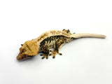 Whitewall Pinstripe Crested Gecko (Paper White)