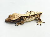 Whitewall Harlequin Crested Gecko