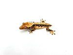 Dark and Cream Whitewall Harlequin Pinstripe Crested Gecko