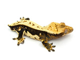 CLEAN Whitewall Pinstripe Crested Gecko