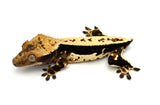 CLEAN Whitewall Pinstripe Crested Gecko