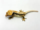 Whitewall Pinstripe Crested Gecko (Paper White)
