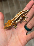 Whitewall Harlequin Pinstripe Crested Gecko