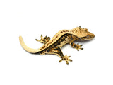 Whitewall Pinstripe Crested Gecko (Prodigy offspring)
