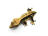 Whitewall Quadstripe Crested Gecko (Clean)