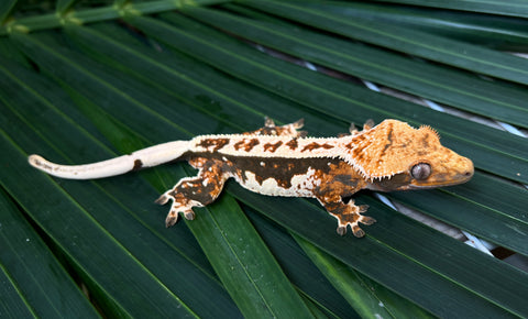 Whitewall Tricolor Pinstripe Crested Gecko