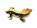 CLEAN Whitewall Pinstripe Crested Gecko