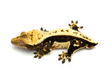 CLEAN Whitewall Pinstripe Crested Gecko