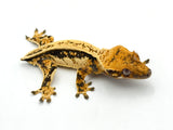 Whitewall Pinstripe Crested Gecko