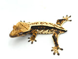 Whitewall Pinstripe Crested Gecko